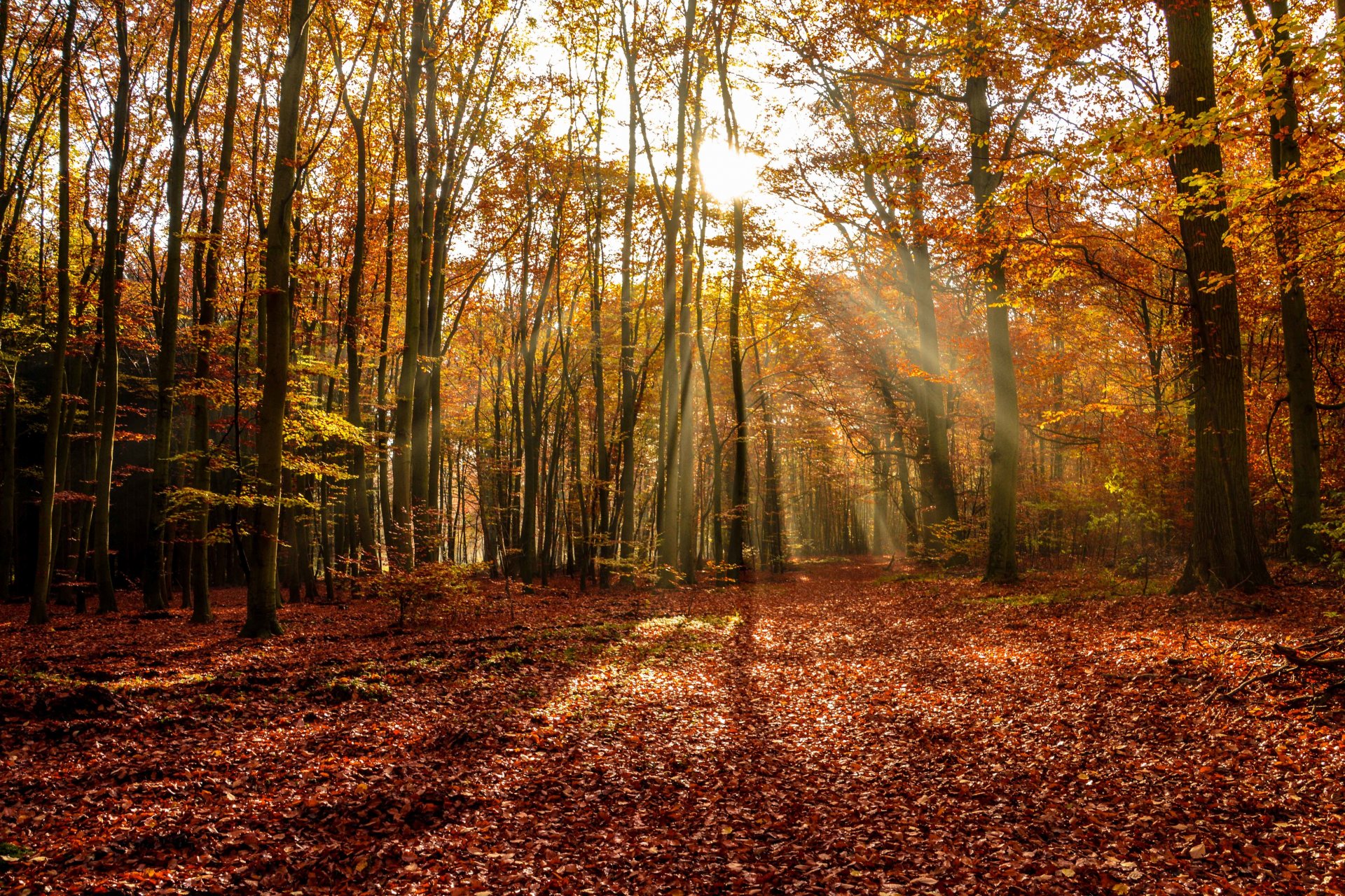 automne forêt arbres chute des feuilles soleil rayons