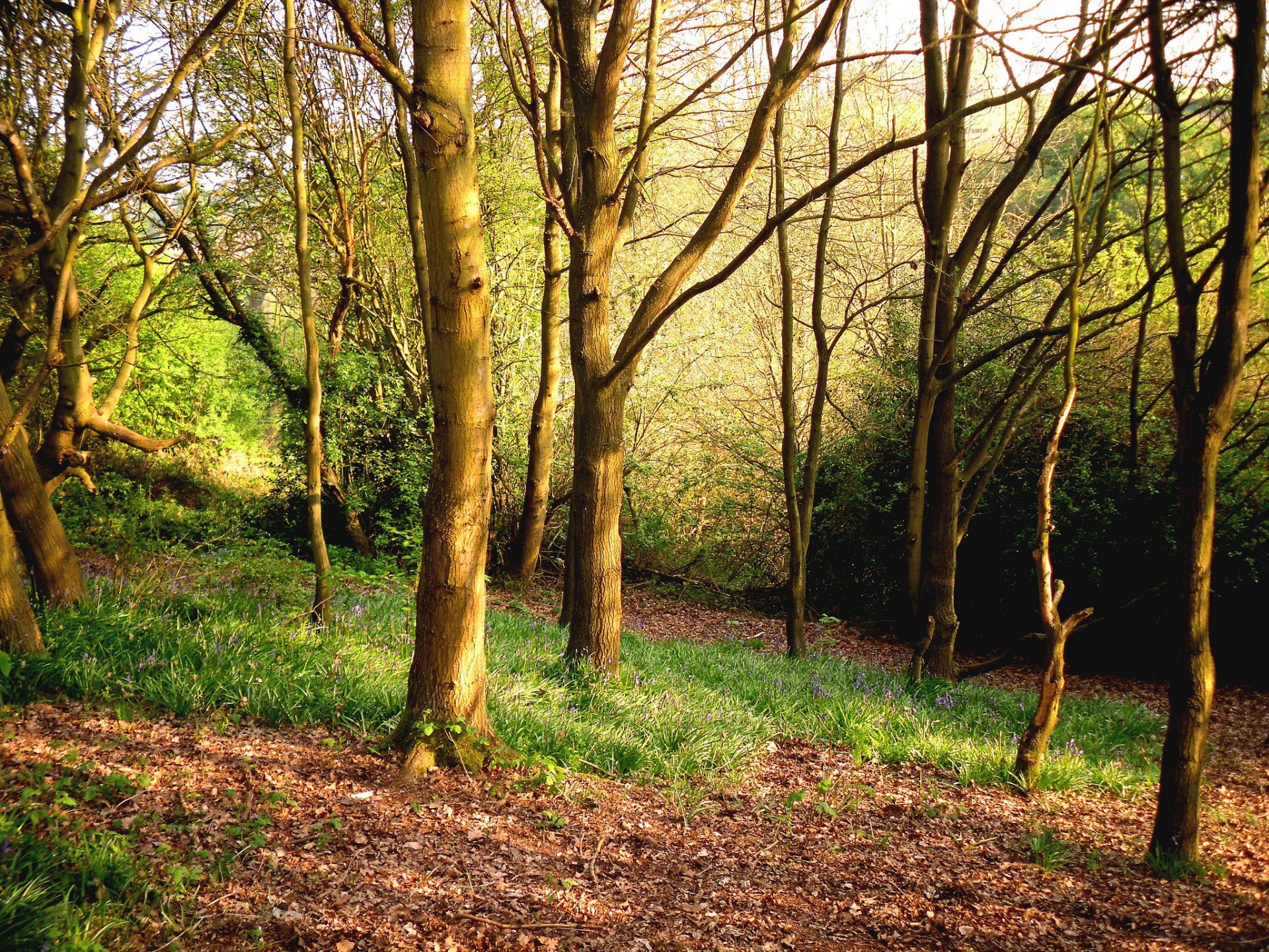 bosque hierba árboles primavera