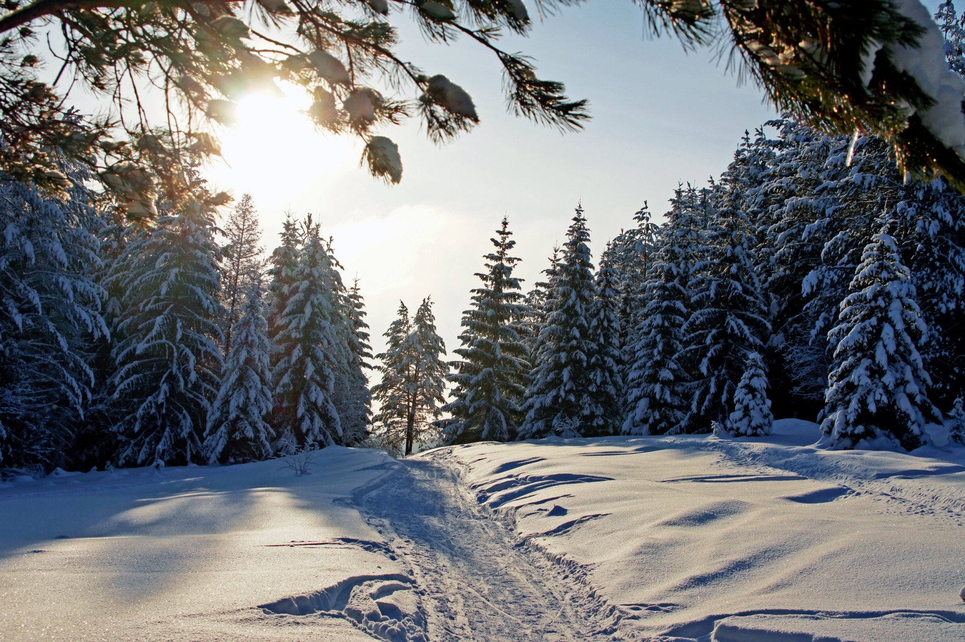 zima las śnieg przyroda