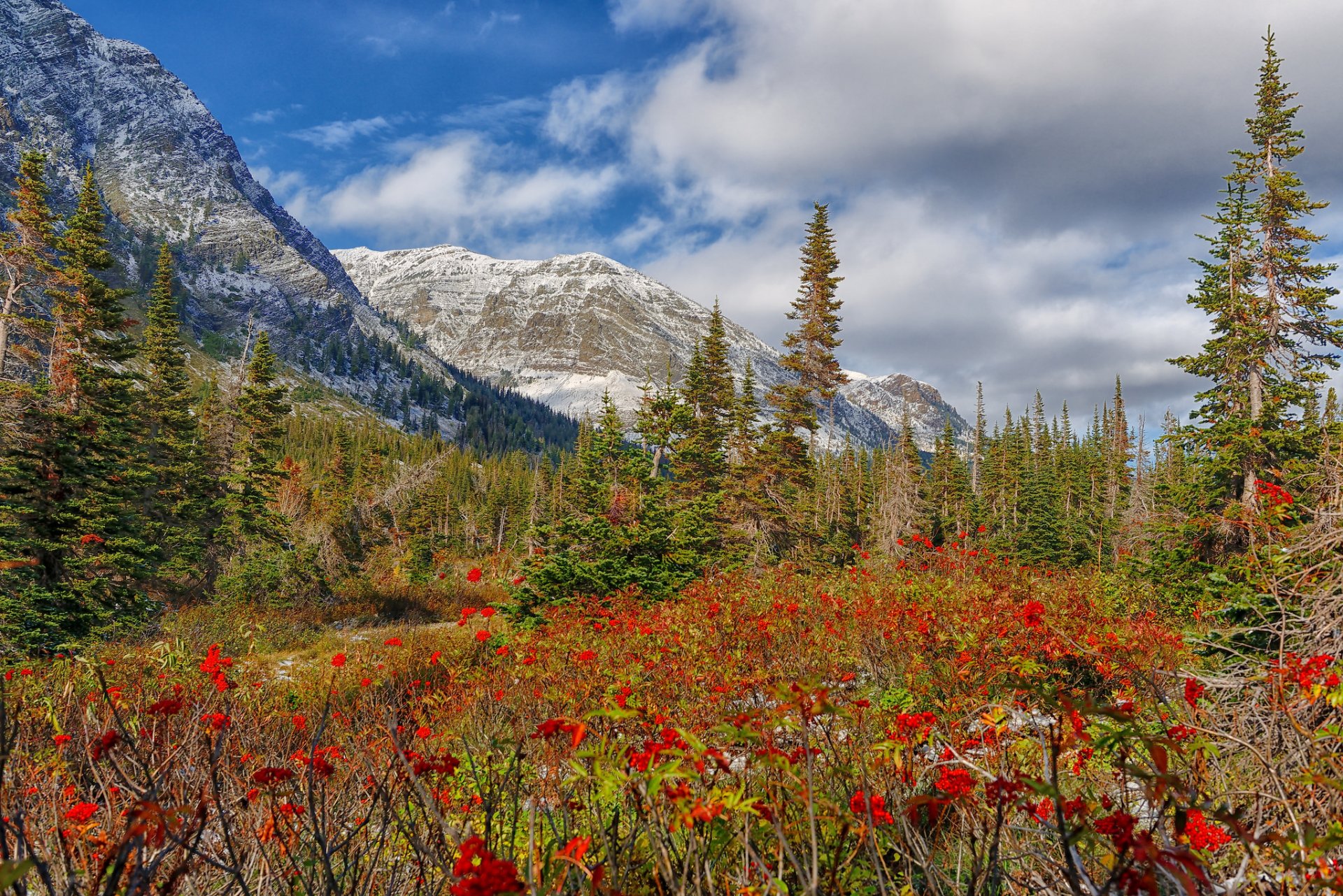 mountain snow tree meadow flower