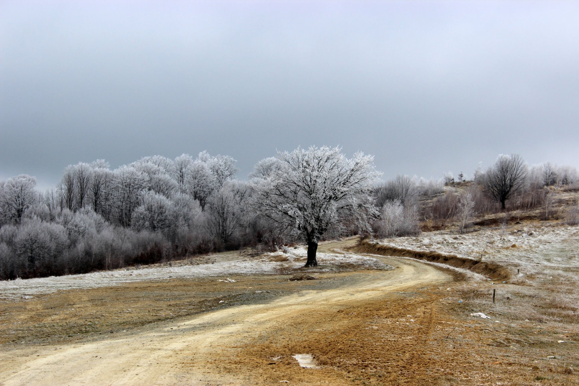 route champ arbre givre nature