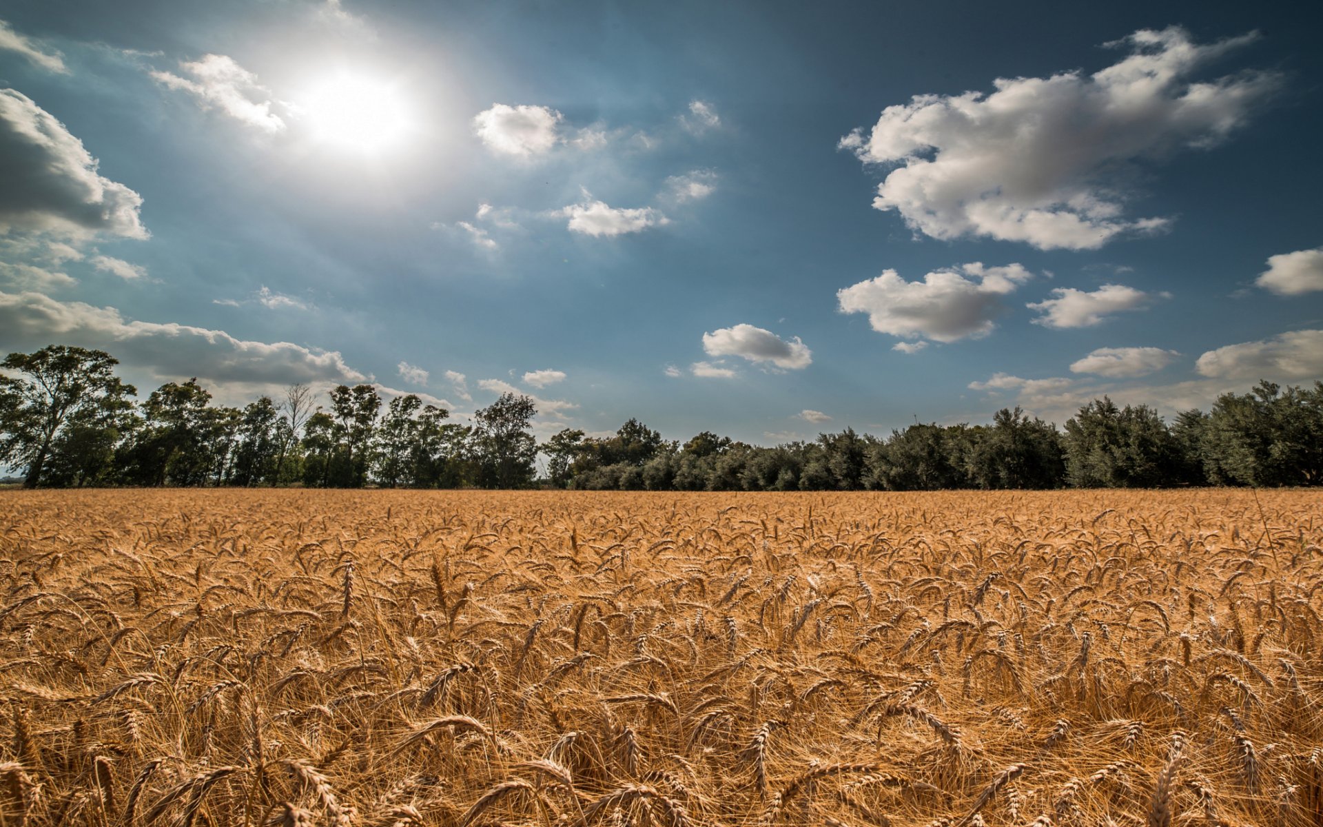 sommer feld ährchen weizen himmel sonne