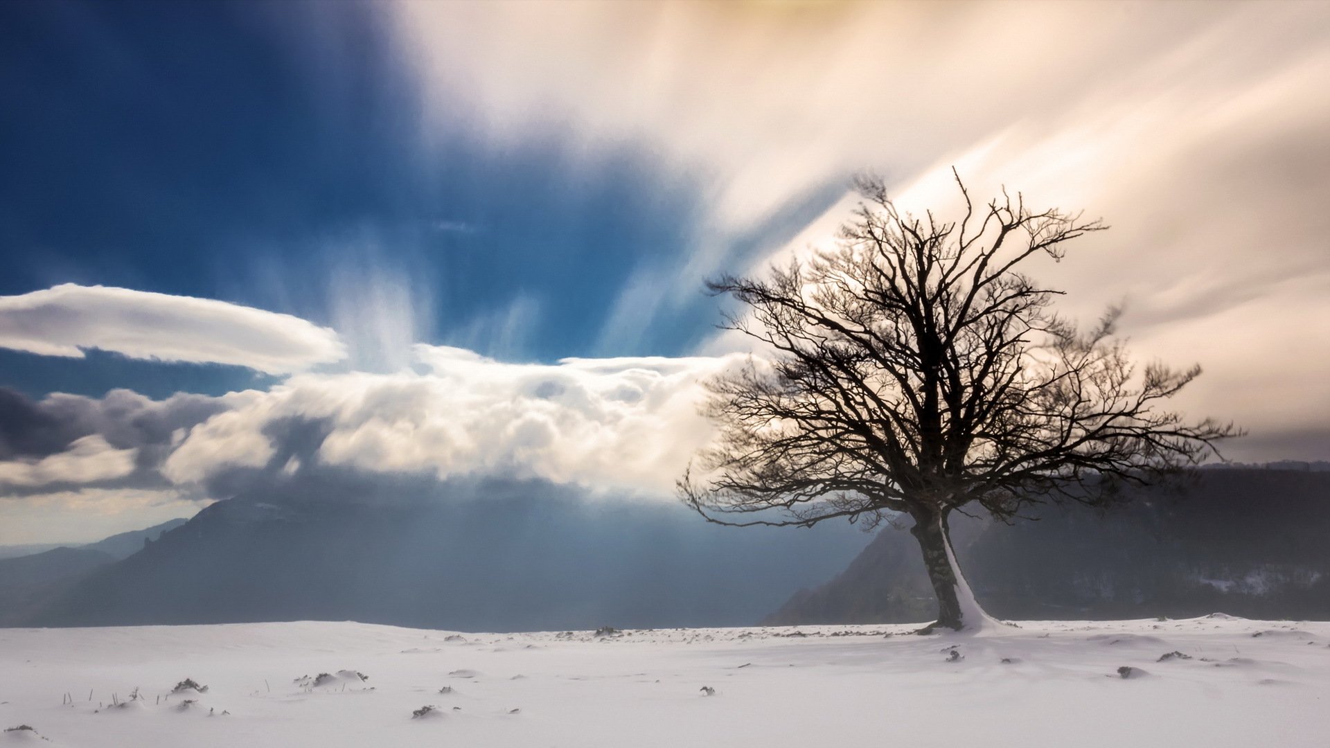 arbre montagnes neige brouillard