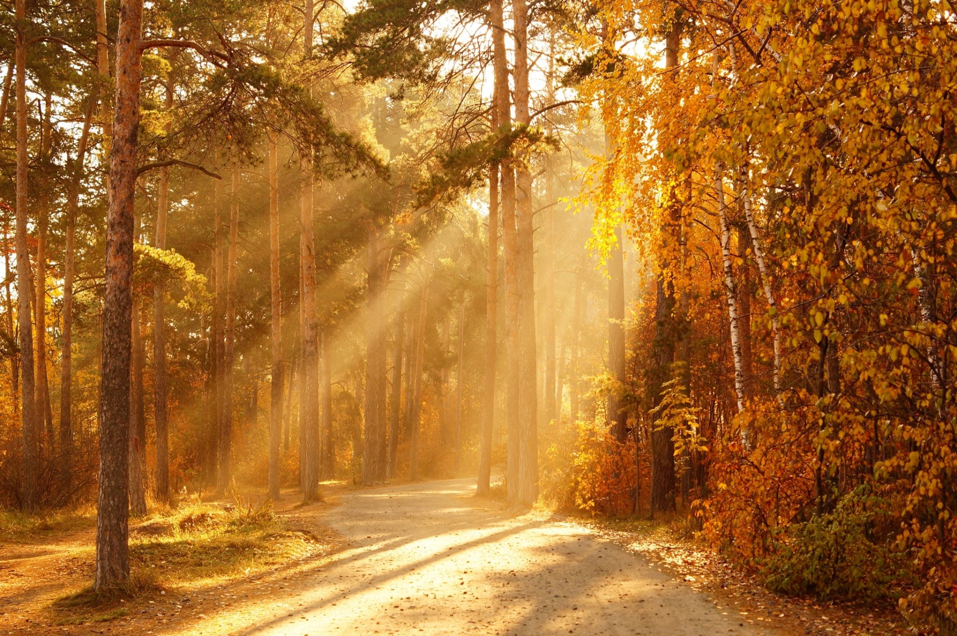 forêt automne rayons soleil arbres