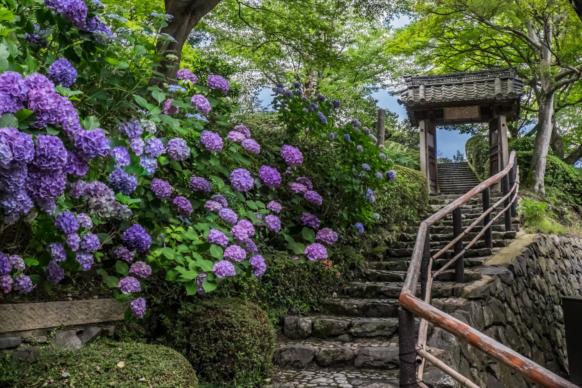 yoshimine-dera kyoto japan kyoto temple stairs hydrangeas flower