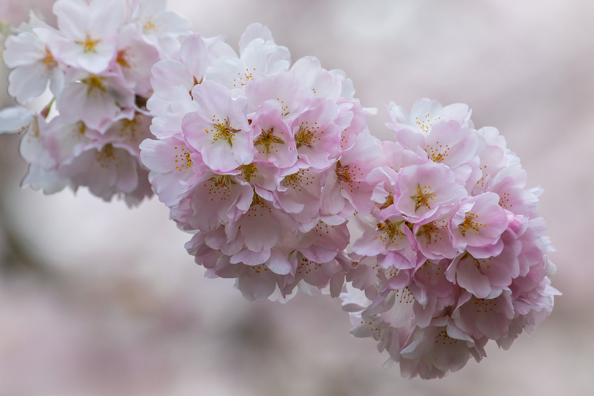 kirsche zweig blüte blumen makro