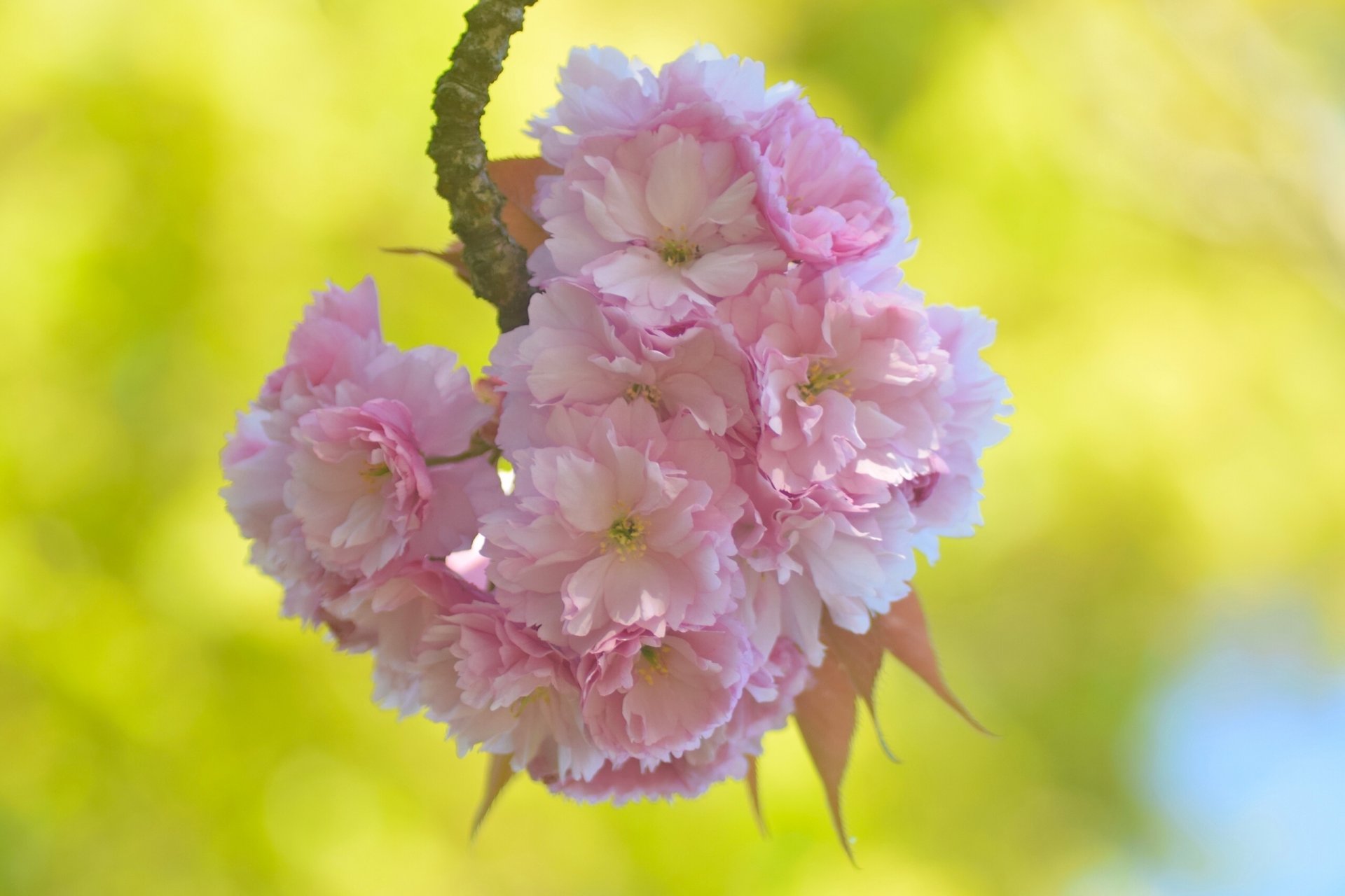 sakura wiśnia kwiat kwiaty gałąź makro wiosna