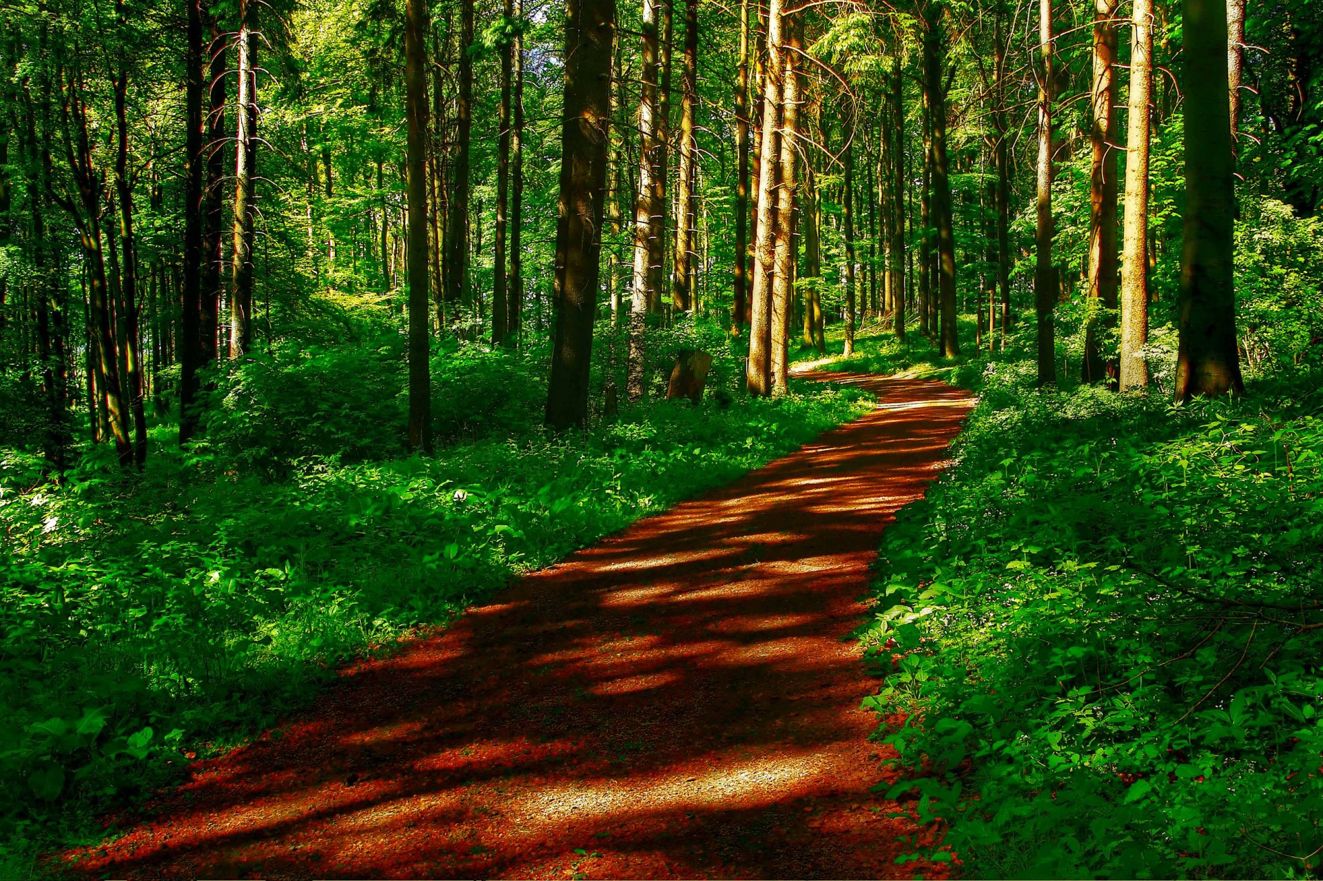 bosque árboles camino hierba