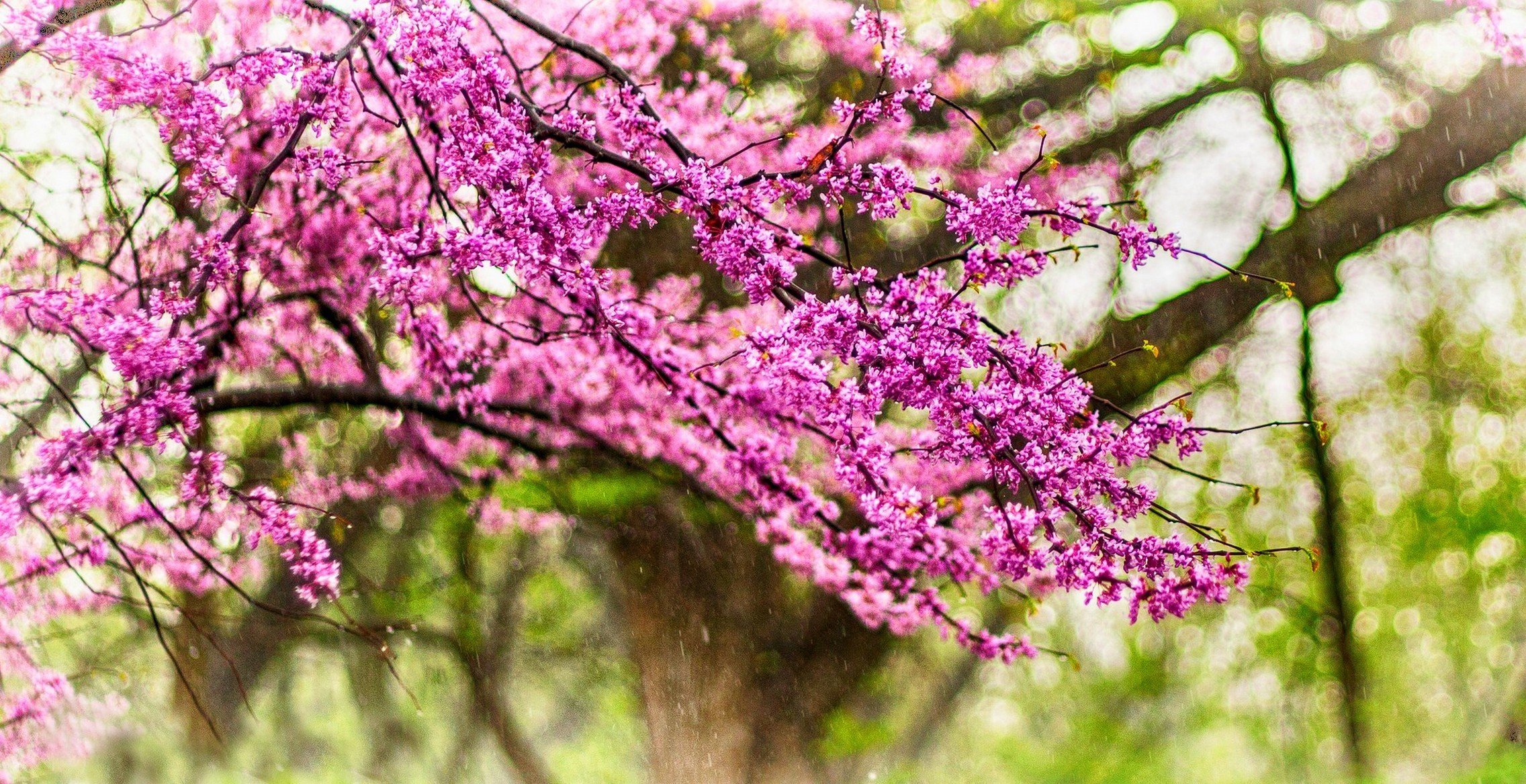 natura kwiaty deszcz krople wiosna park drzewa spacer wiosna