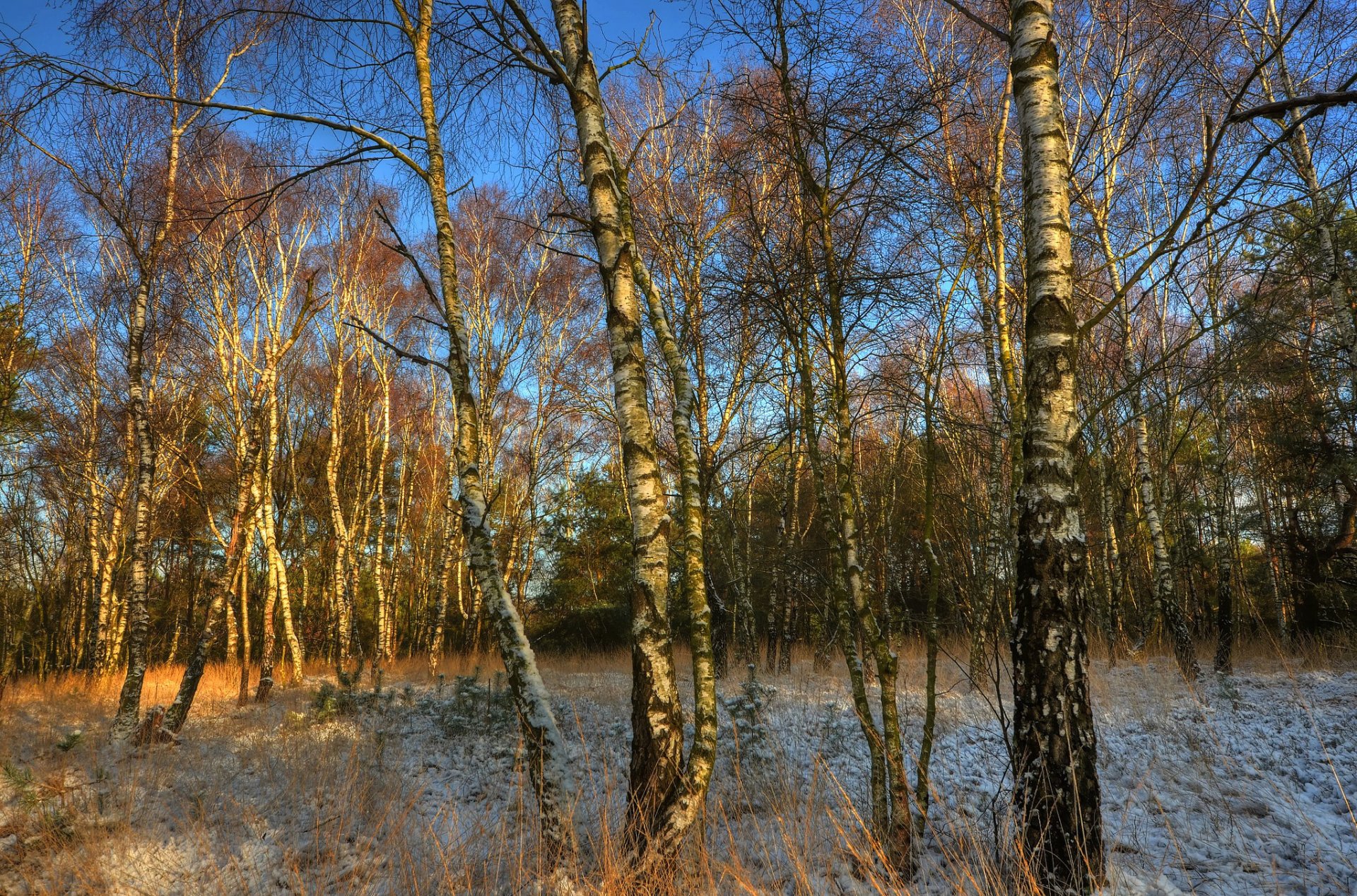 himmel hain birke bäume frost herbst