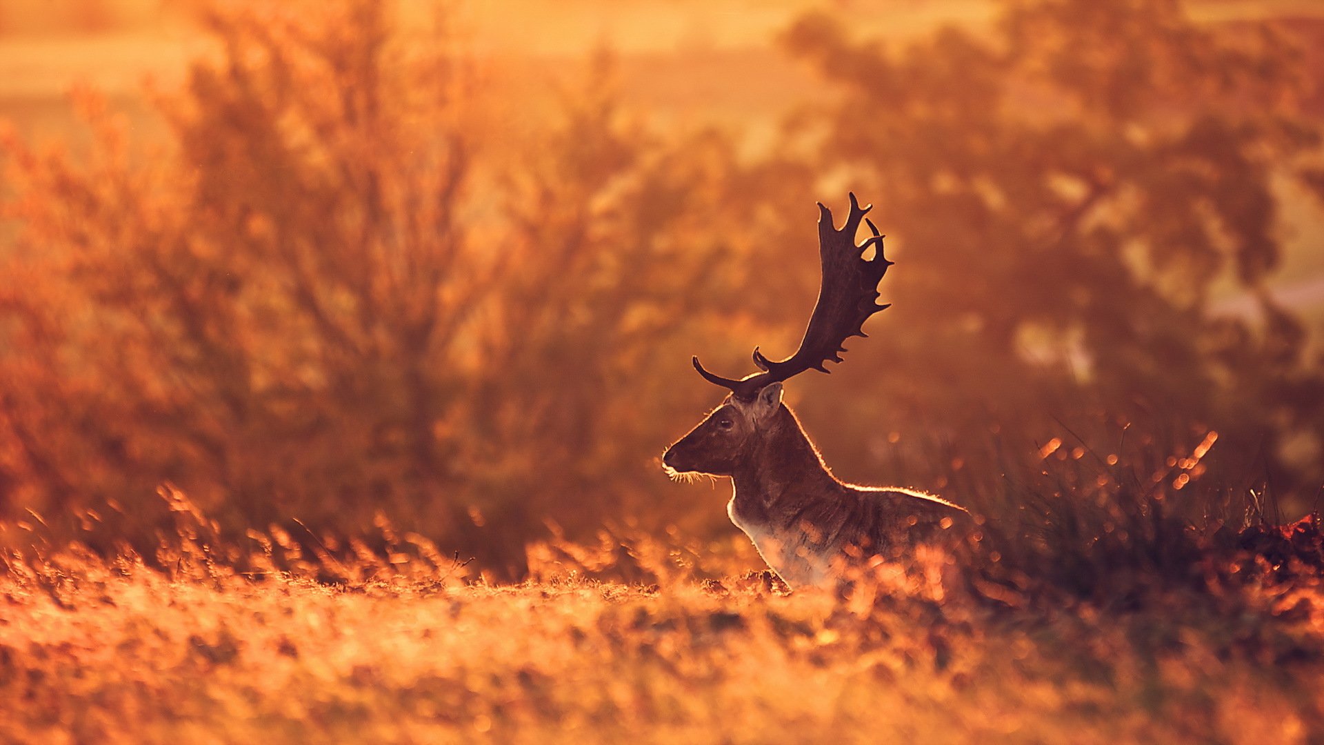 jeleń natura tło