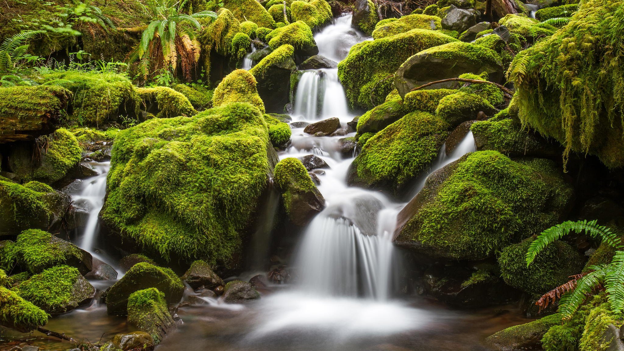 cascade rivière pierres forêt mousse