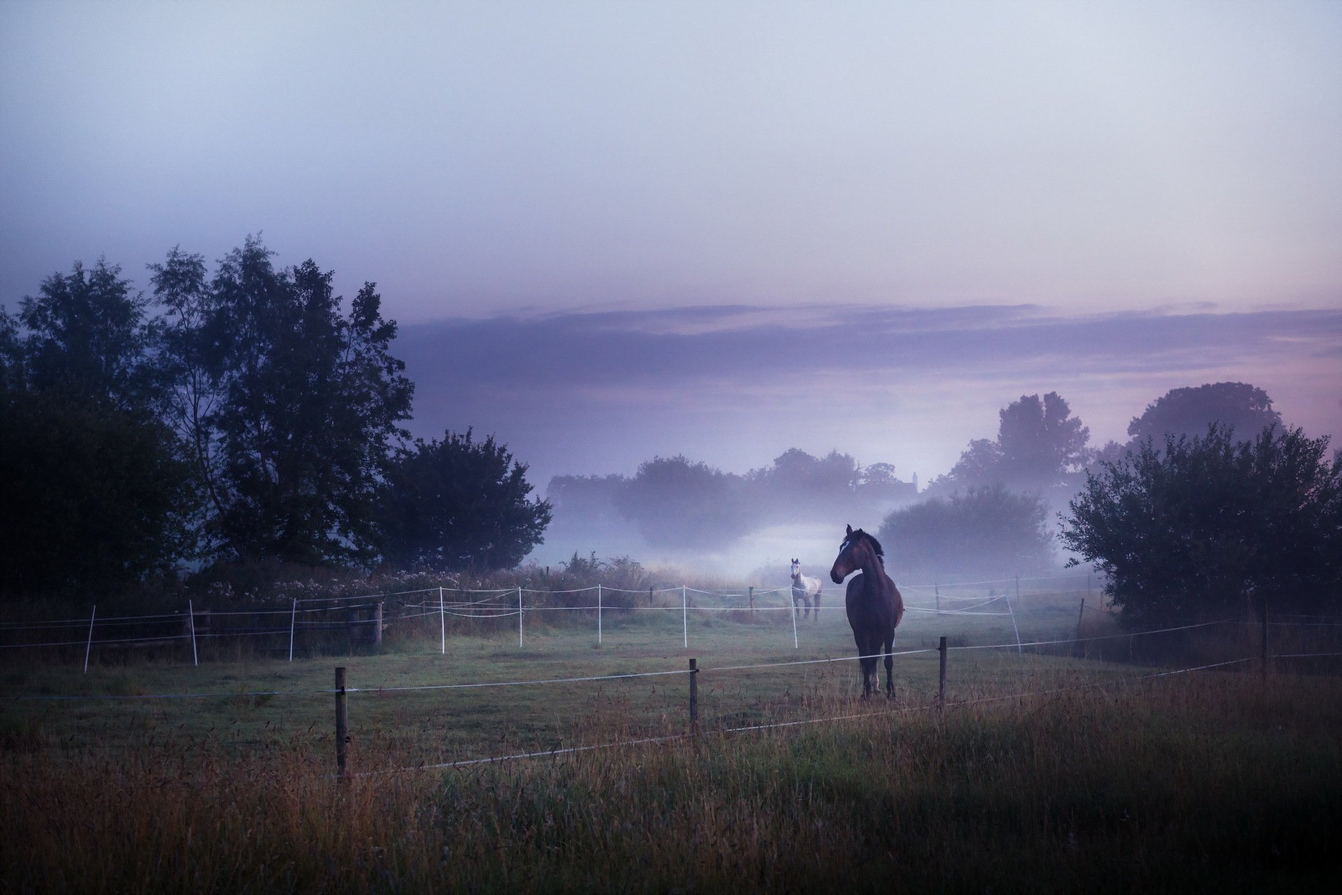 chevaux brouillard champ matin