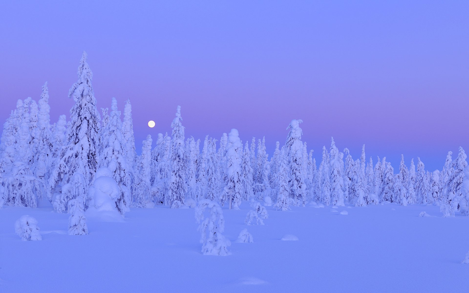 schnee bäume wald winter mond nacht kuusamo nordbotnia oulu provinz finnland winter