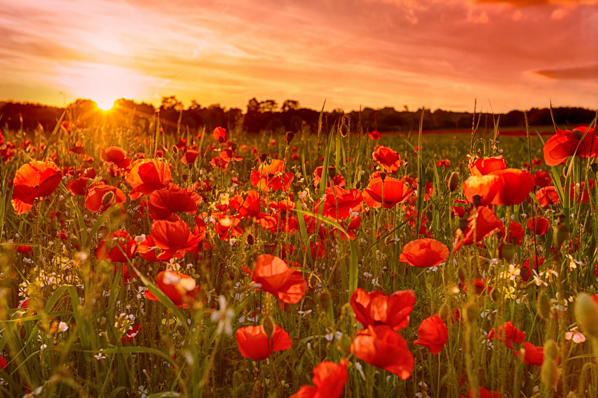 ciel soleil coucher de soleil champ pré fleurs coquelicots