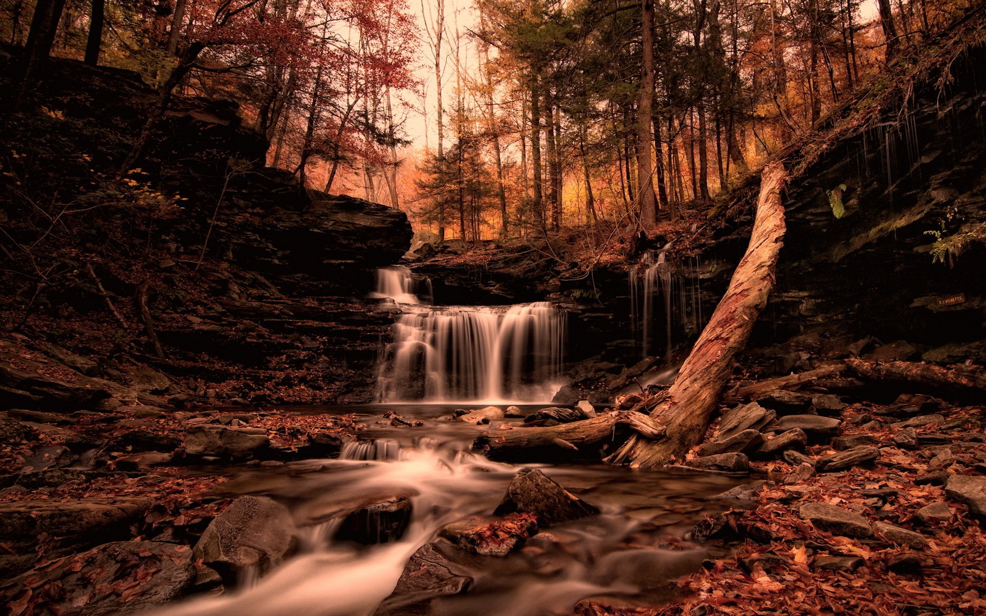 autumn forest nature