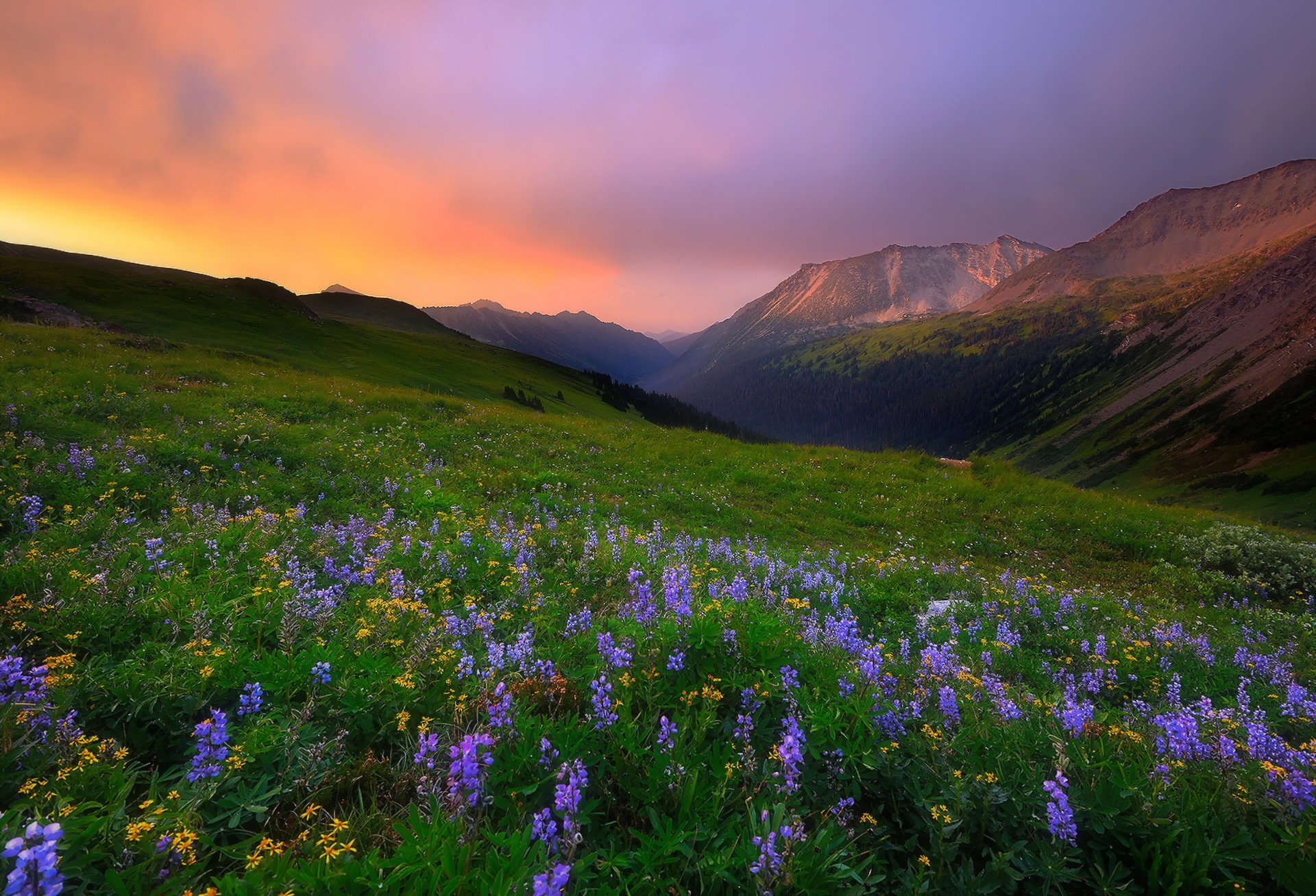 matin montagnes fleurs nature paysage