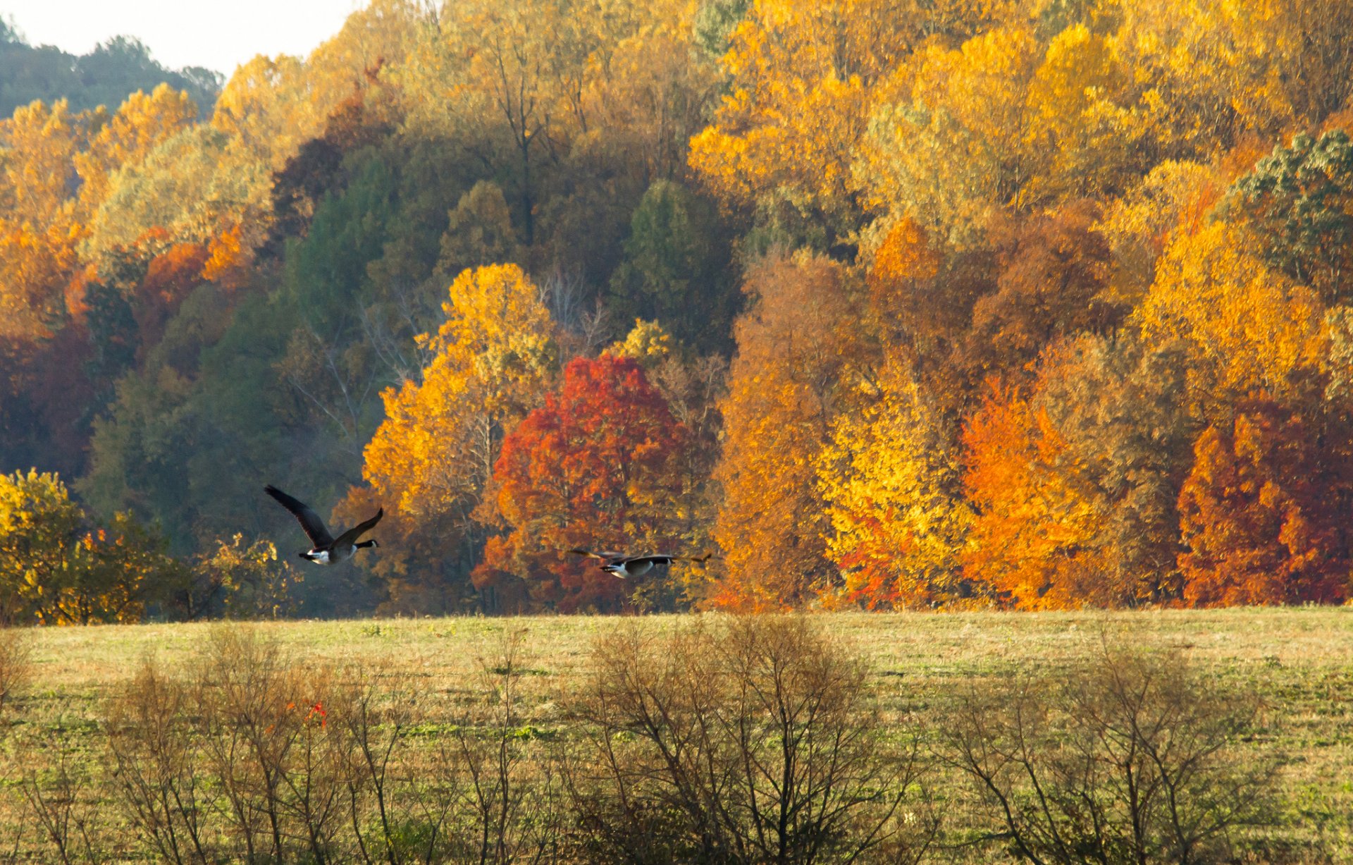 ky forest the field autumn birds geese