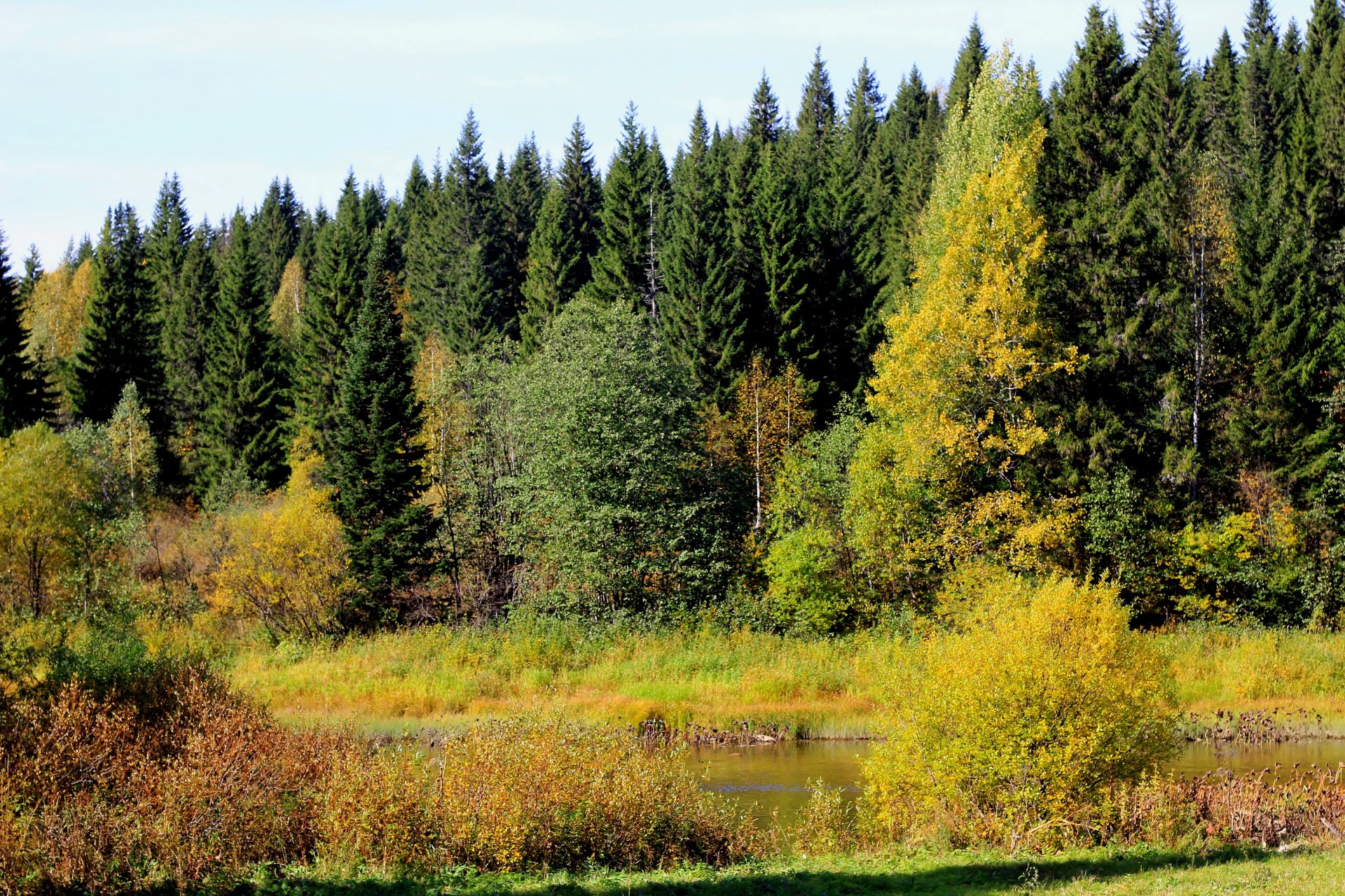 russia territorio di perm autunno foresta fiume alberi