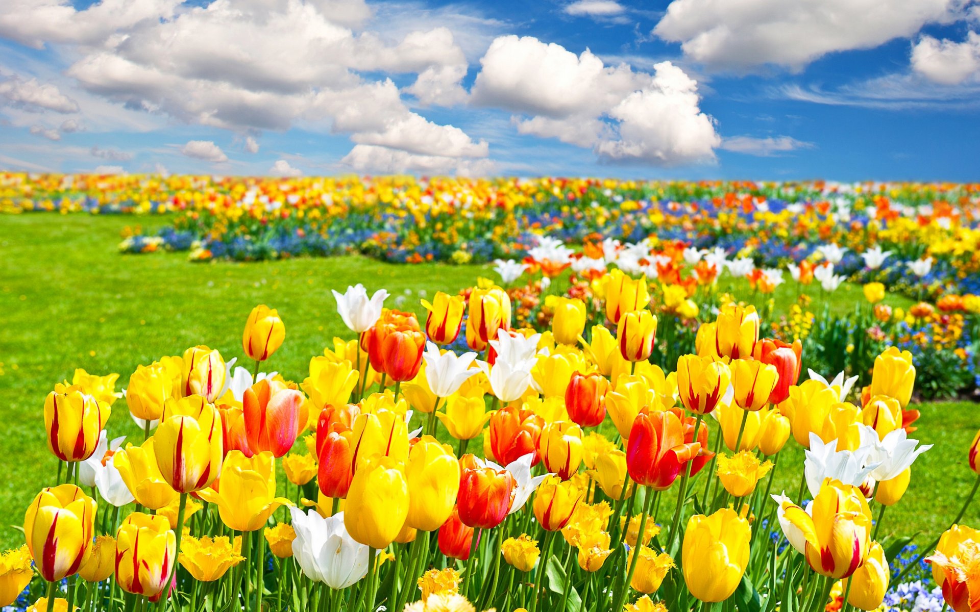 champ fleurs tulipes ciel nuages