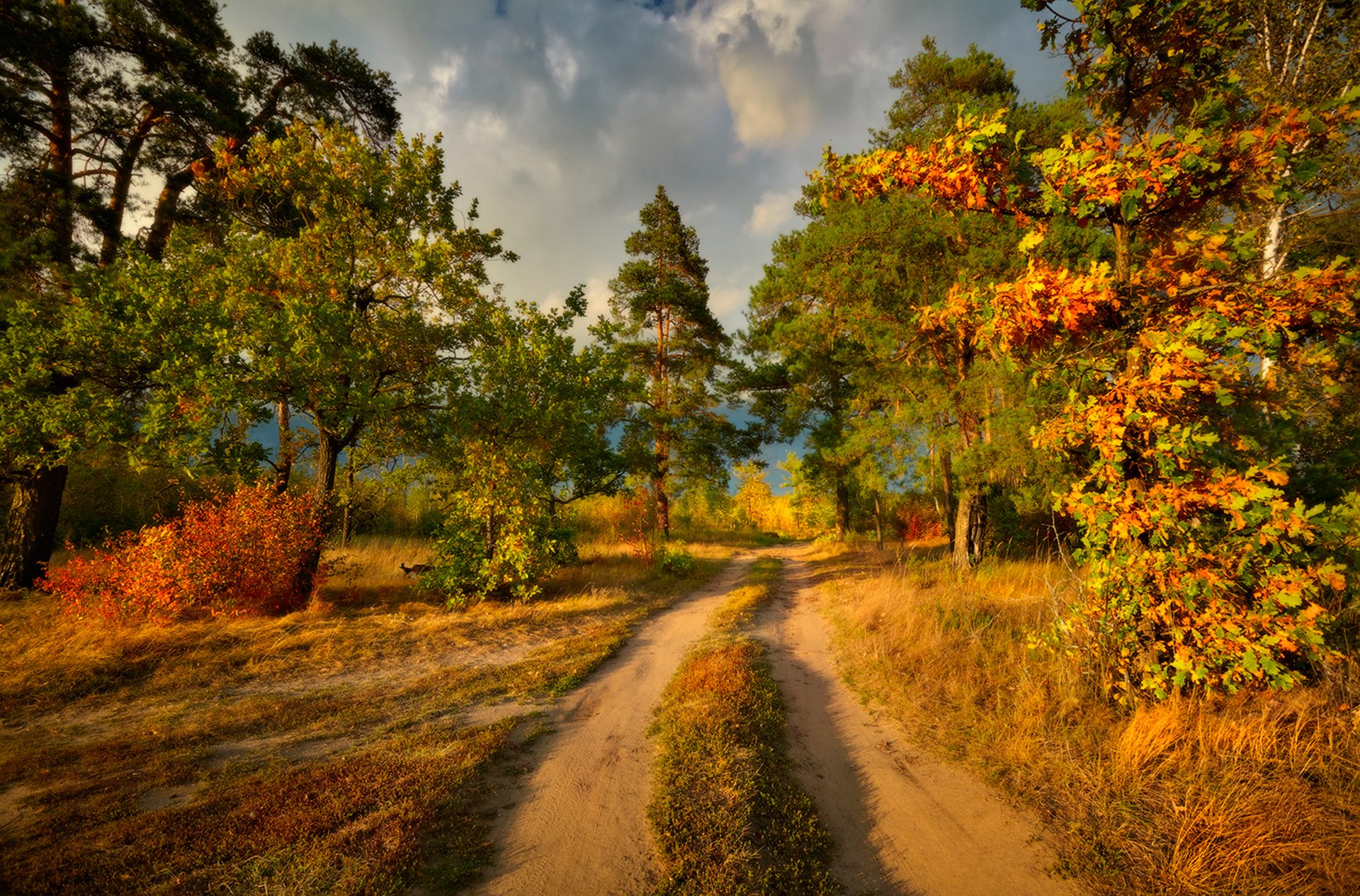 colors of autumn road tree