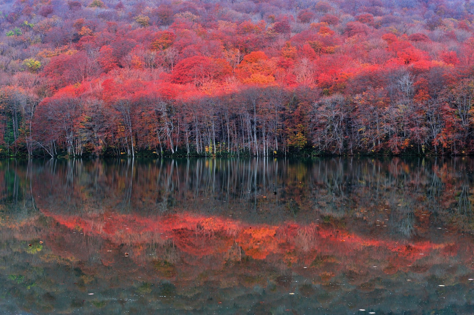 hang wald see bäume reflexion herbst purpurrot