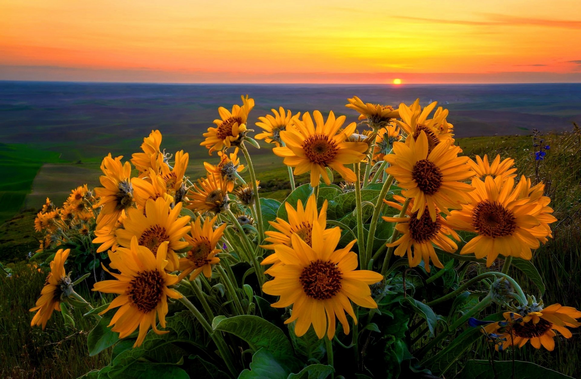 valley flower sun sky cloud