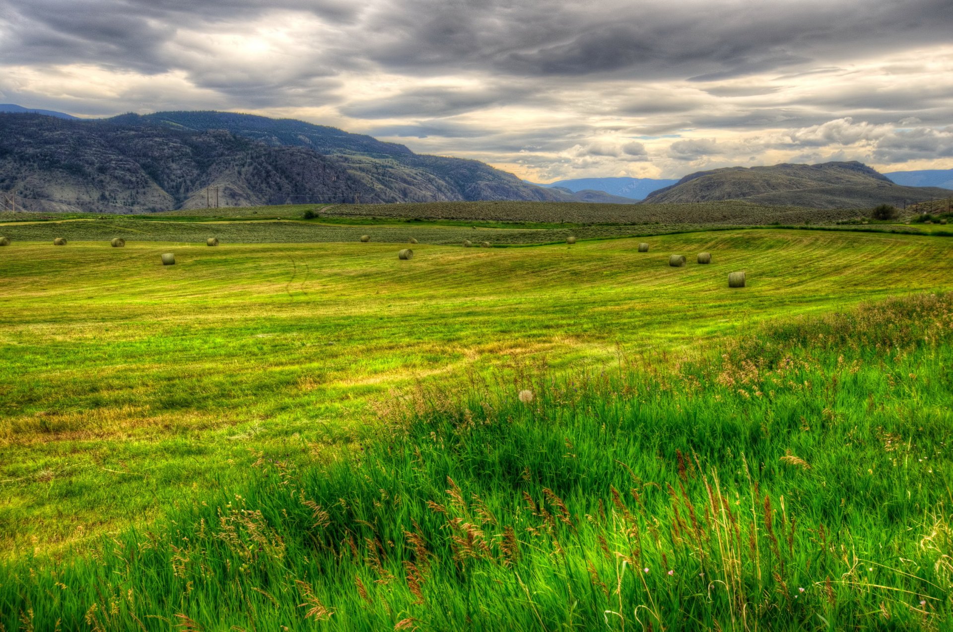 champs canada paysage britannique colombie herbe hdr nature