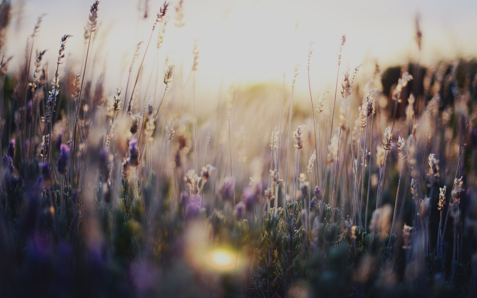 nature fleurs fleurs herbe