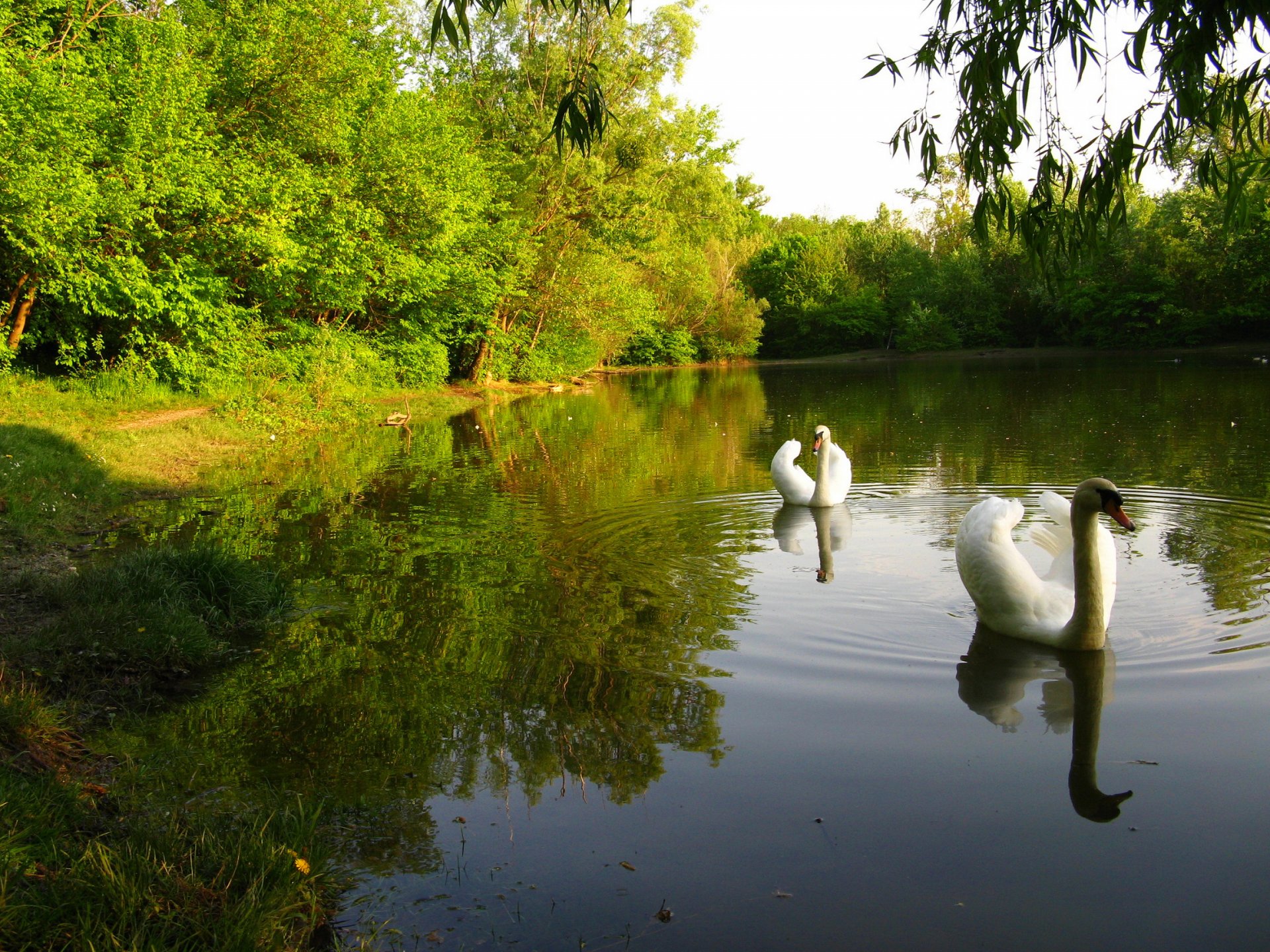 ciel forêt parc étang arbres cygne oiseau