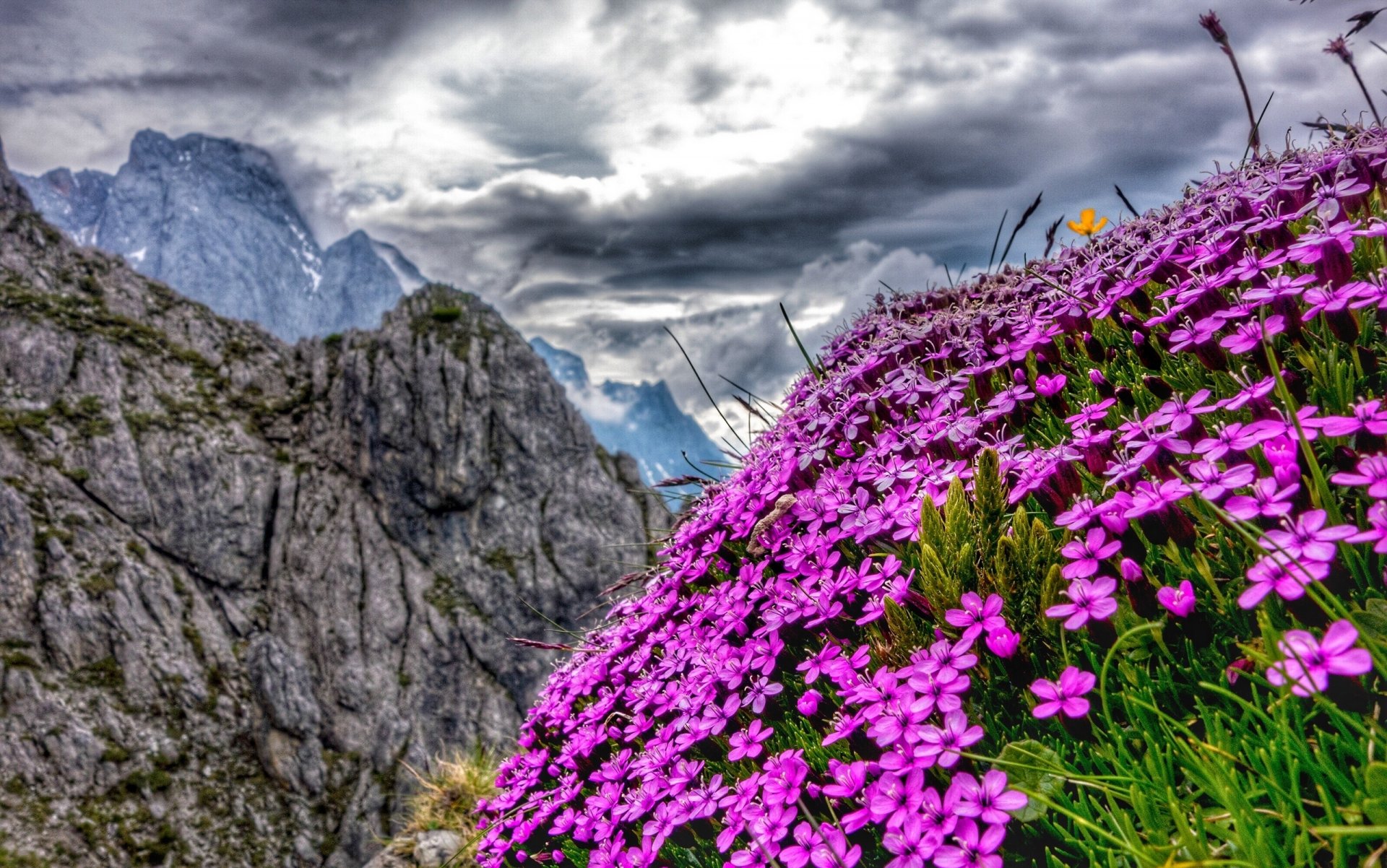 alpi austria montagne fiori