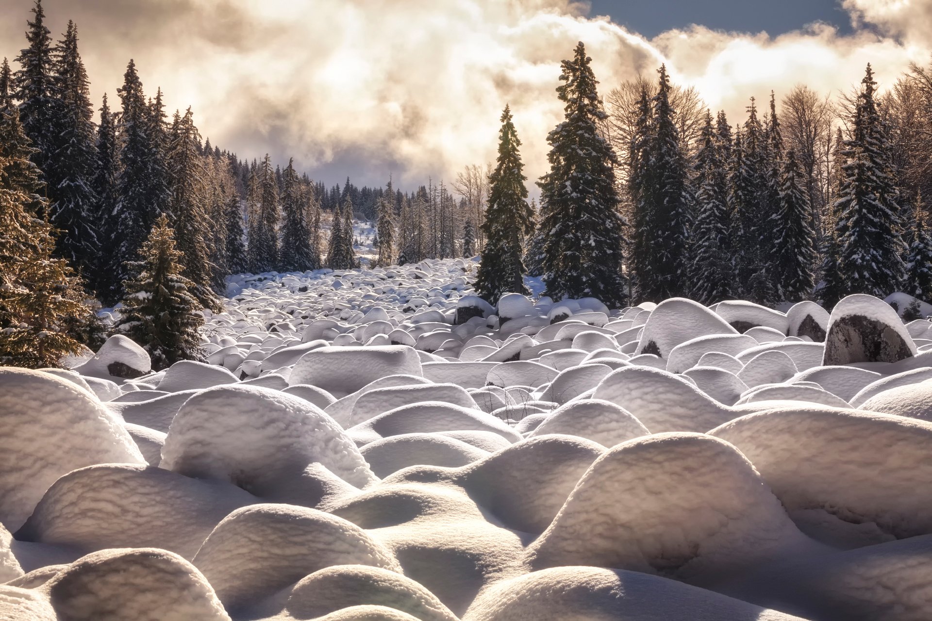 winter cascade tree snow