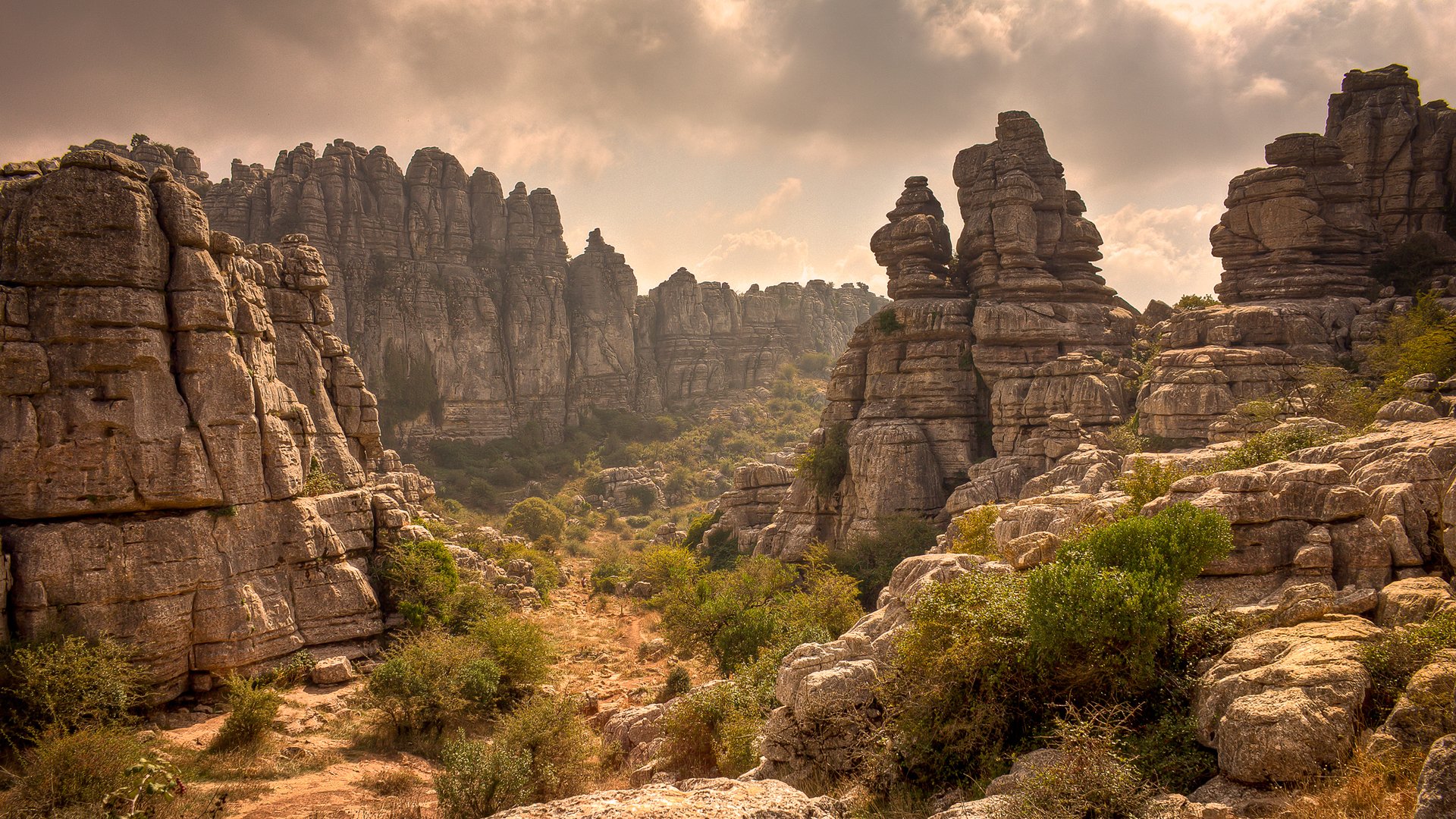 rocks desertic plant