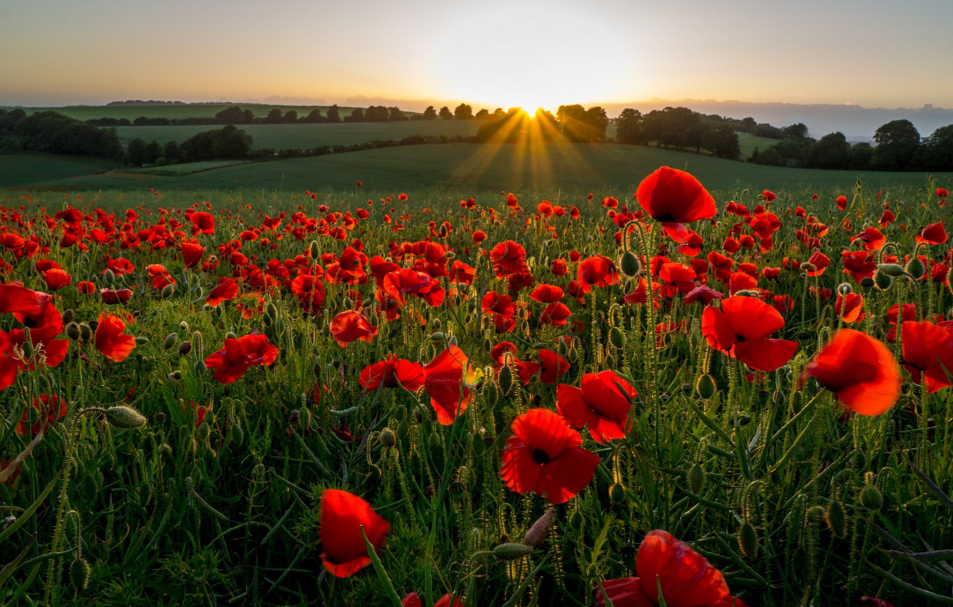 champ pré collines fleurs coquelicots soirée rayons coucher de soleil