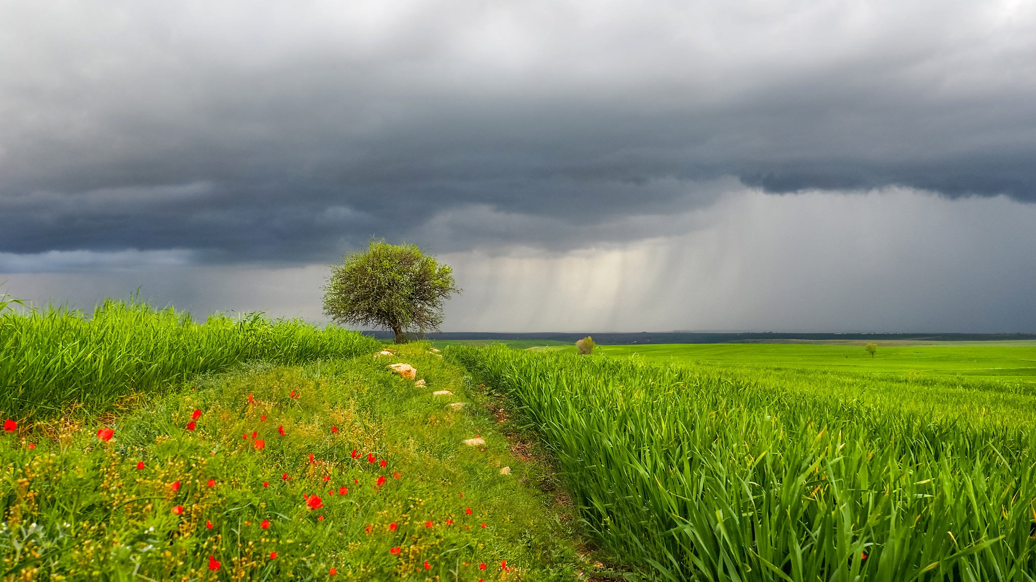 cielo nubes lluvia hierba prado árbol flores paisaje