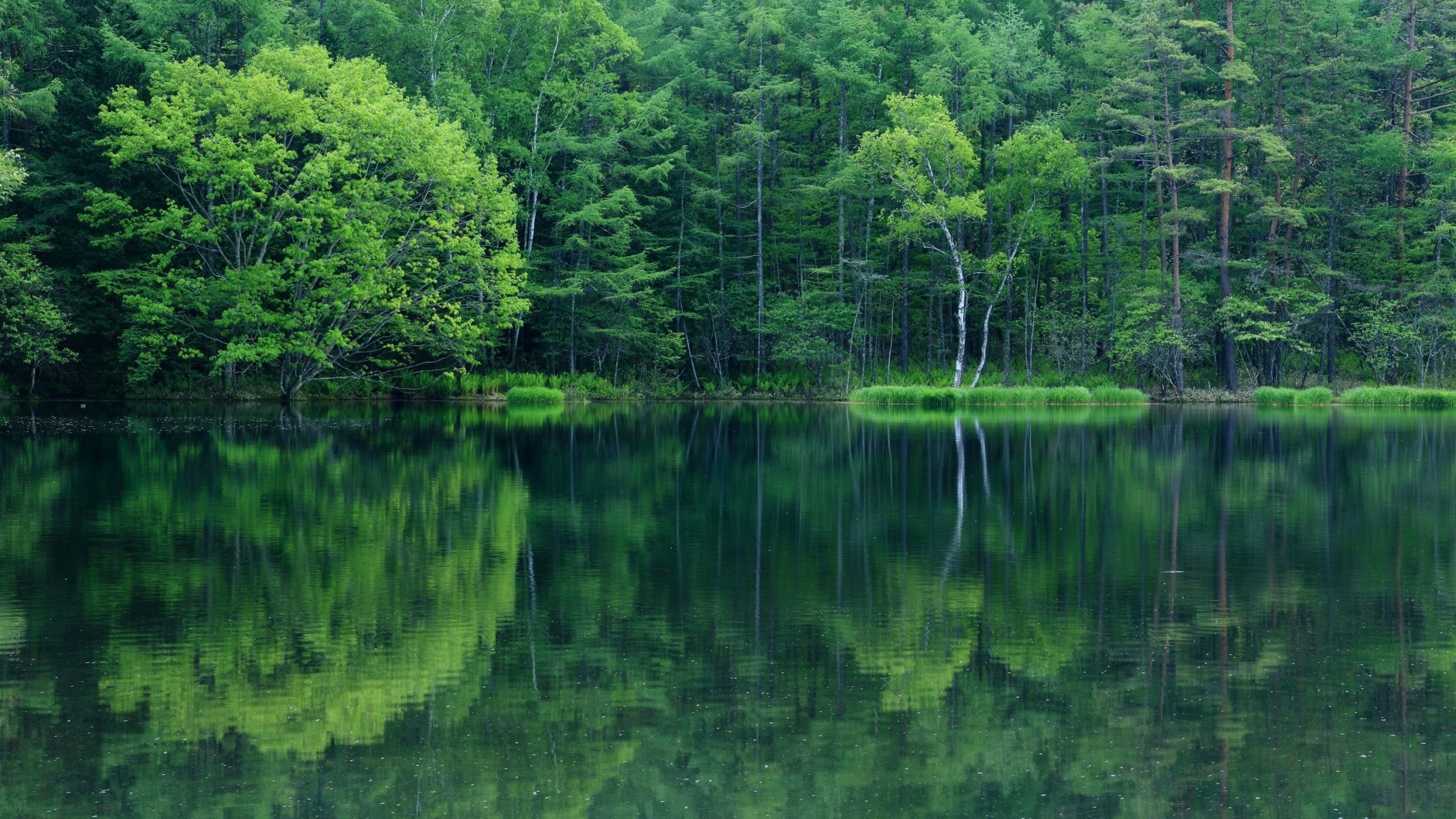 see wasser wald laub reflexionen