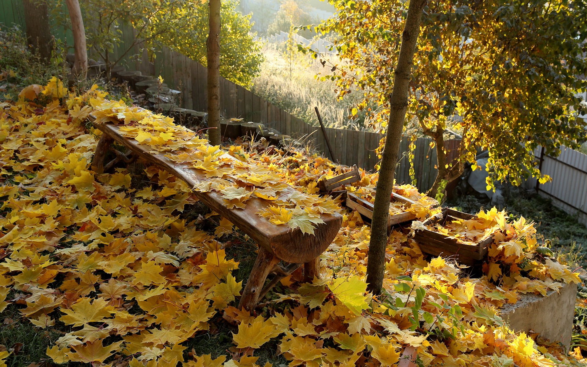 herbst bank blätter