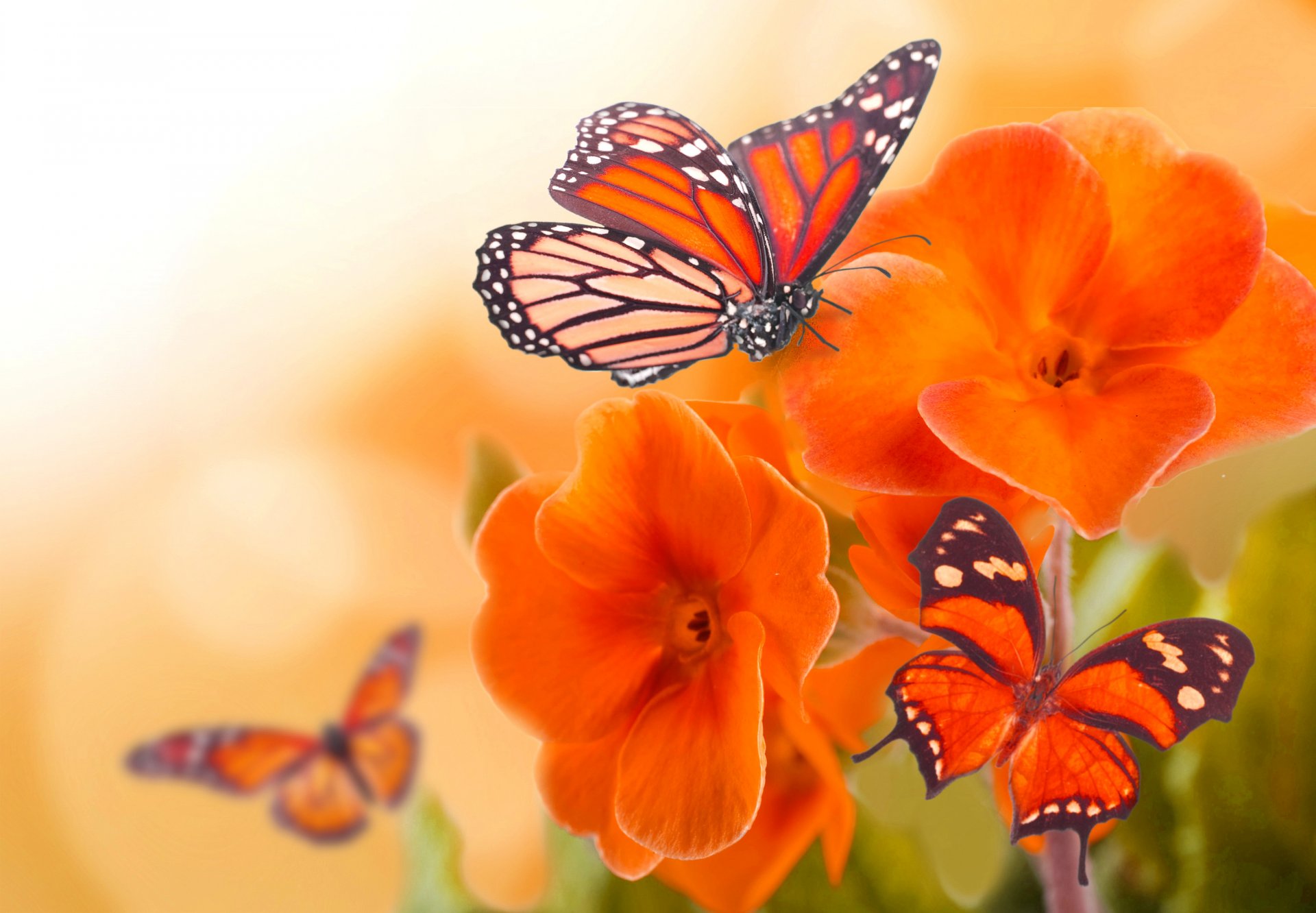 schmetterling flügel insekt blumen blütenblätter makro