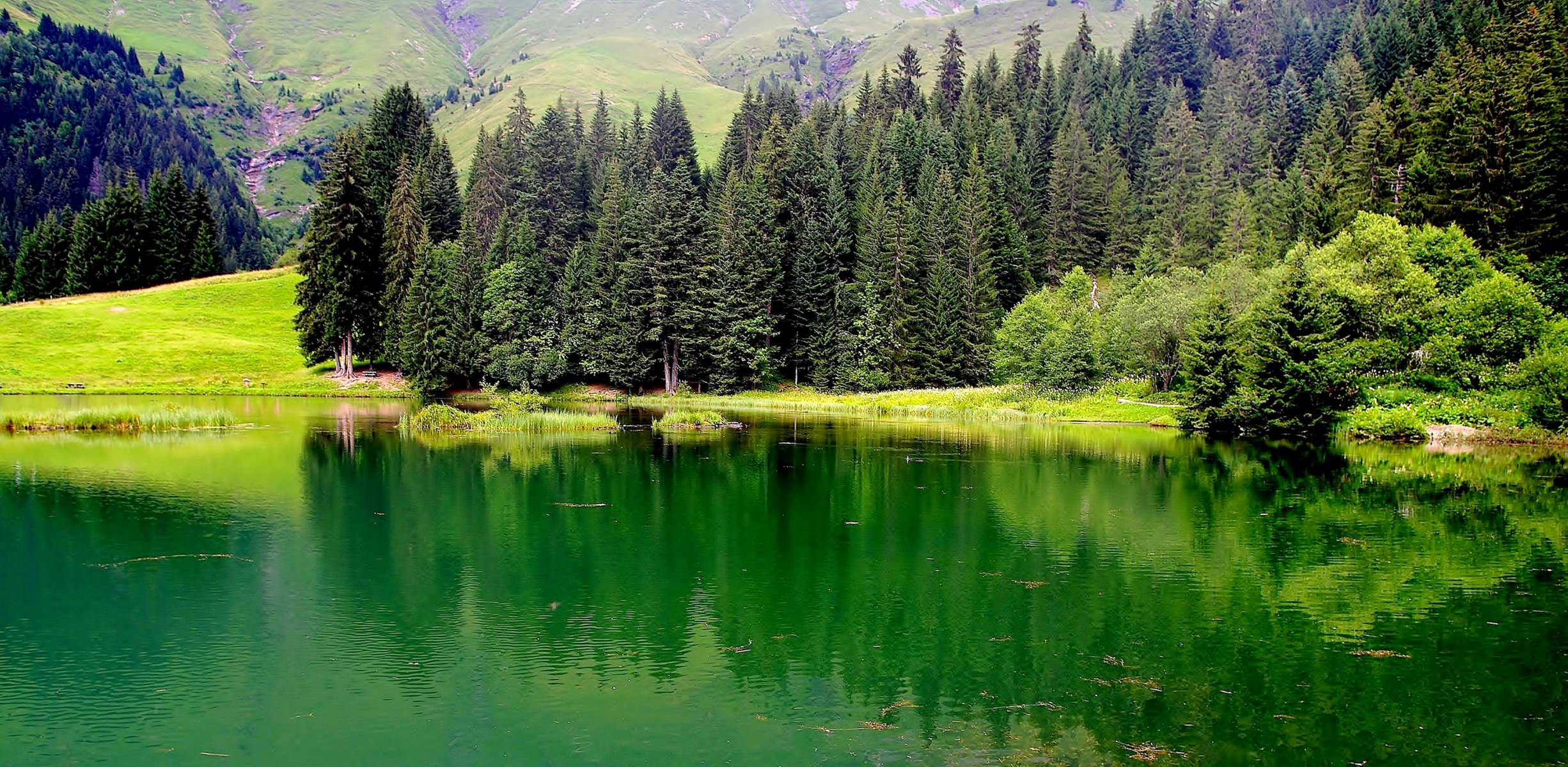 francia alta savoia lago alberi montagne erba