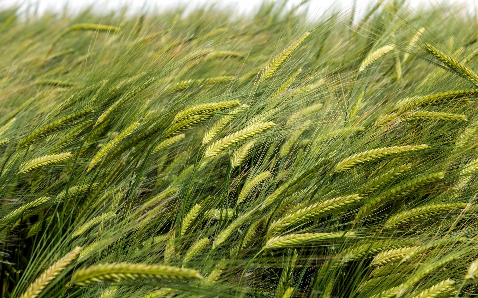 espigas verano naturaleza