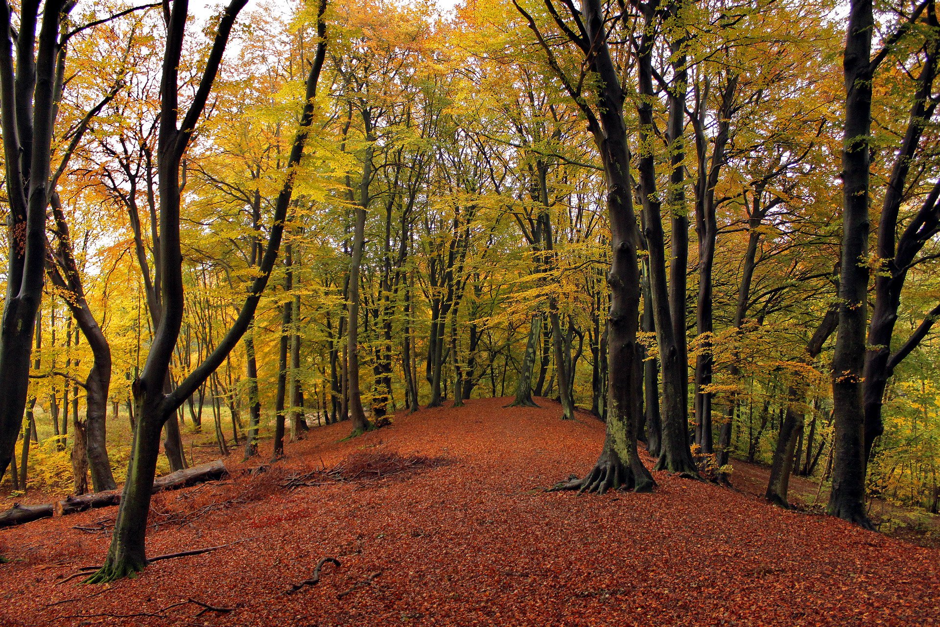 wald bäume blätter herbst