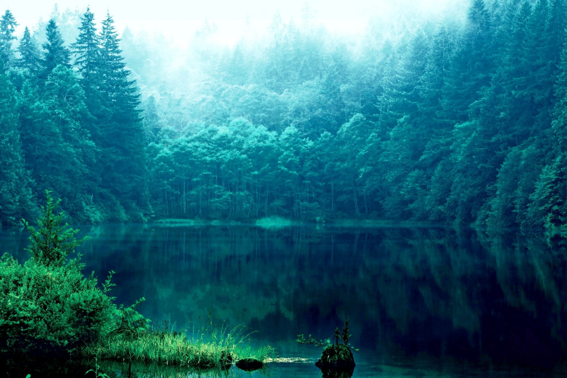 forêt arbres lac herbe réflexions