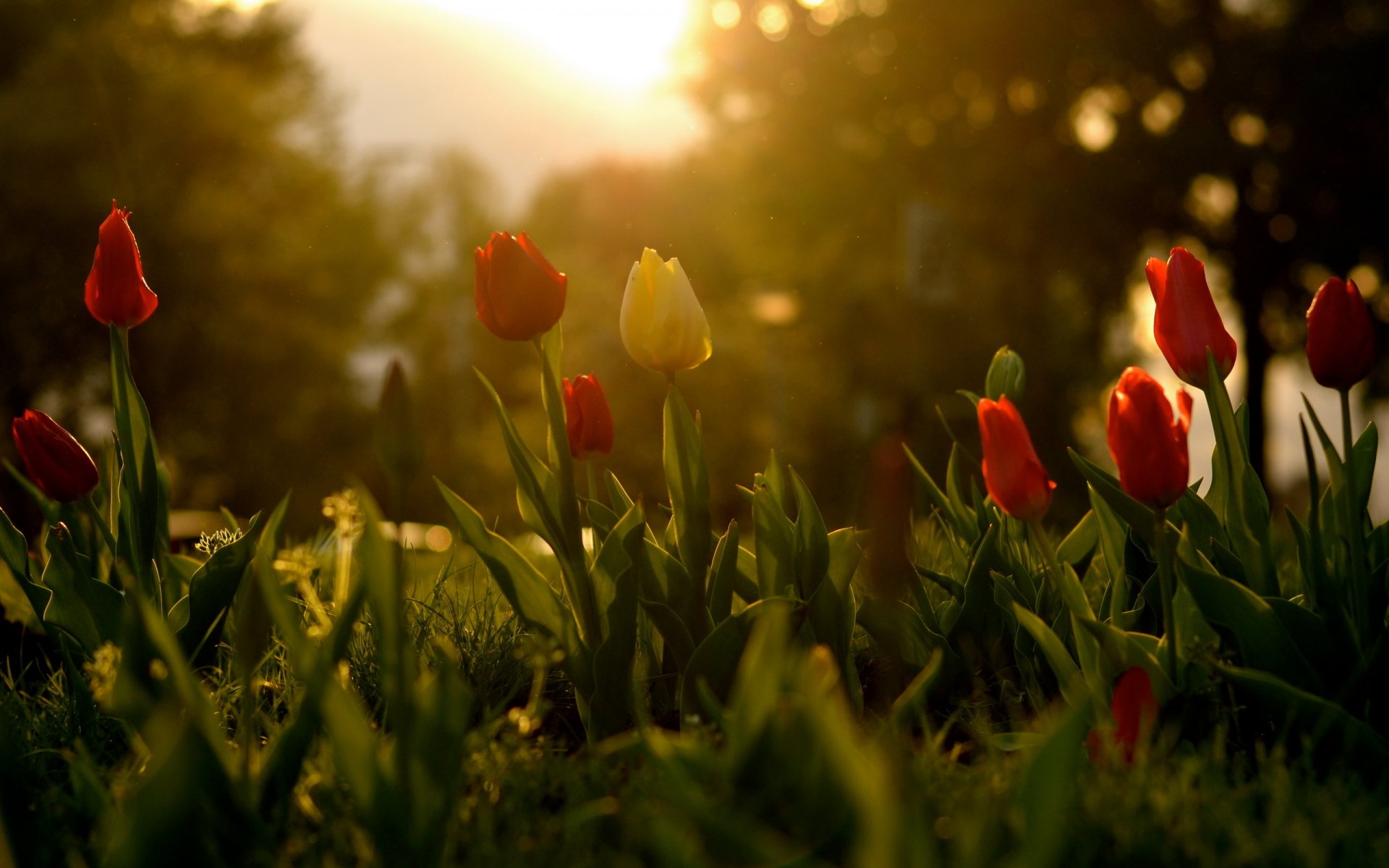 flower tulips spring