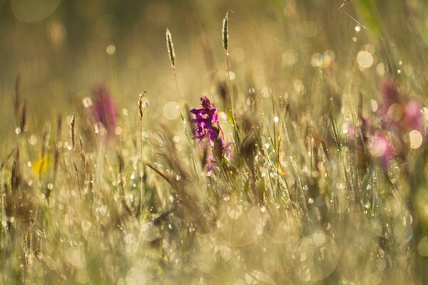 Reflets de fleurs et de plantes dans la Prairie