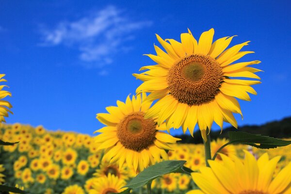 Auf dem Hintergrund des Himmels im Feld gelbe Sonnenblumen