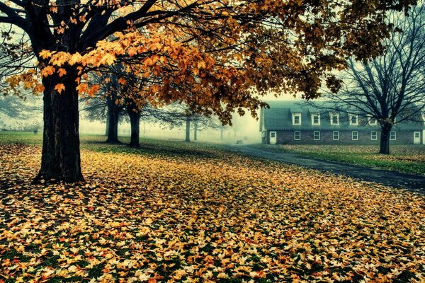 Chemin de la maison des feuilles d automne