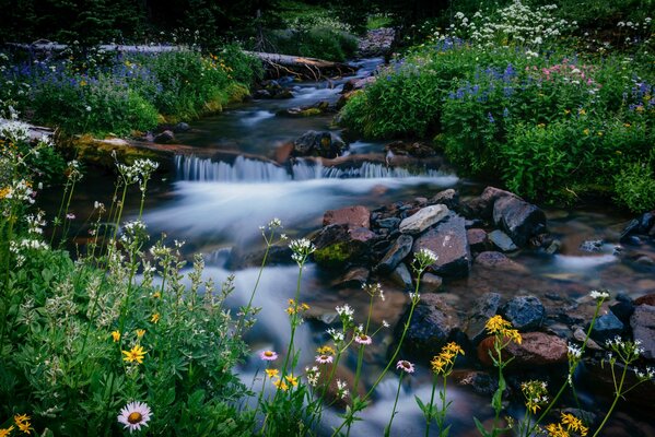 Mountaineer National Park Stream flowers stones