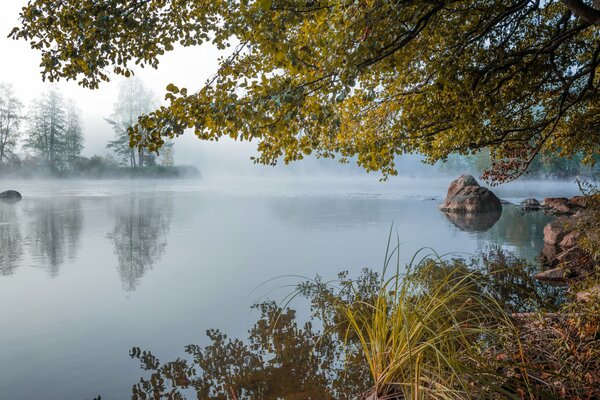 Lake in fog surrounded by trees