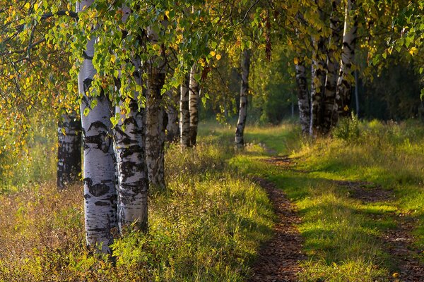 Autumn road in a birch grove