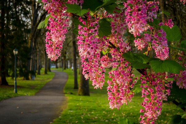 Spring blooming by the road in the park